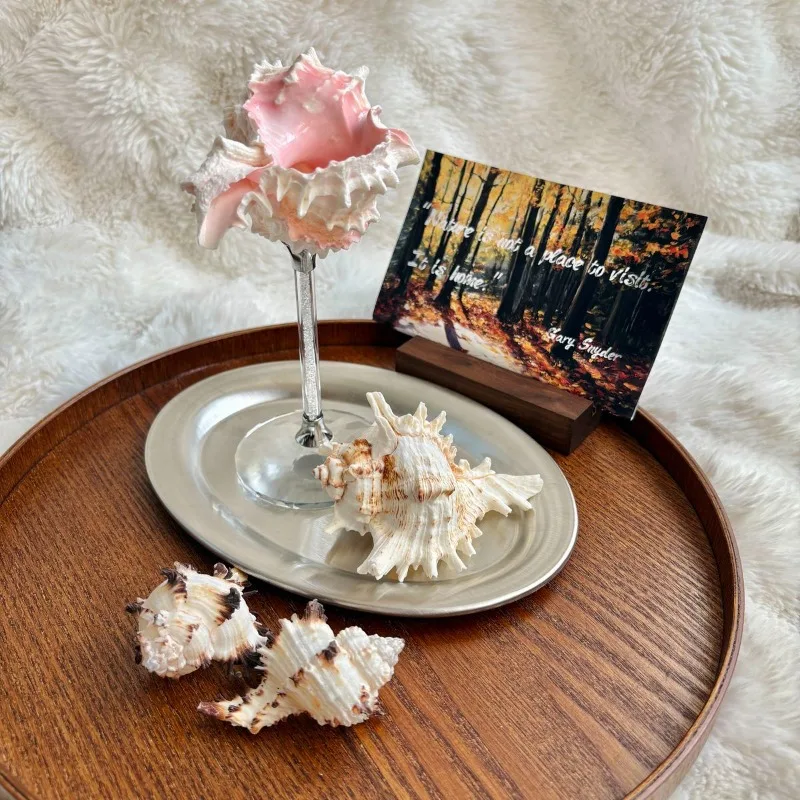 Light Luxury Conch Shell Champ - đánh giá và giá Lighting Decoration Ideas For Home